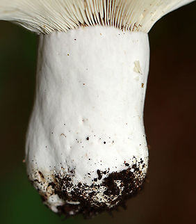Russula albonigra Gills bruised black quickly with no intermediate red.

Habitat: Deciduous forest
https://www.jungledragon.com/image/109541/russula_albonigra.html
https://www.jungledragon.com/image/109542/russula_albonigra.html Geotagged,Russula albonigra,Summer,United States