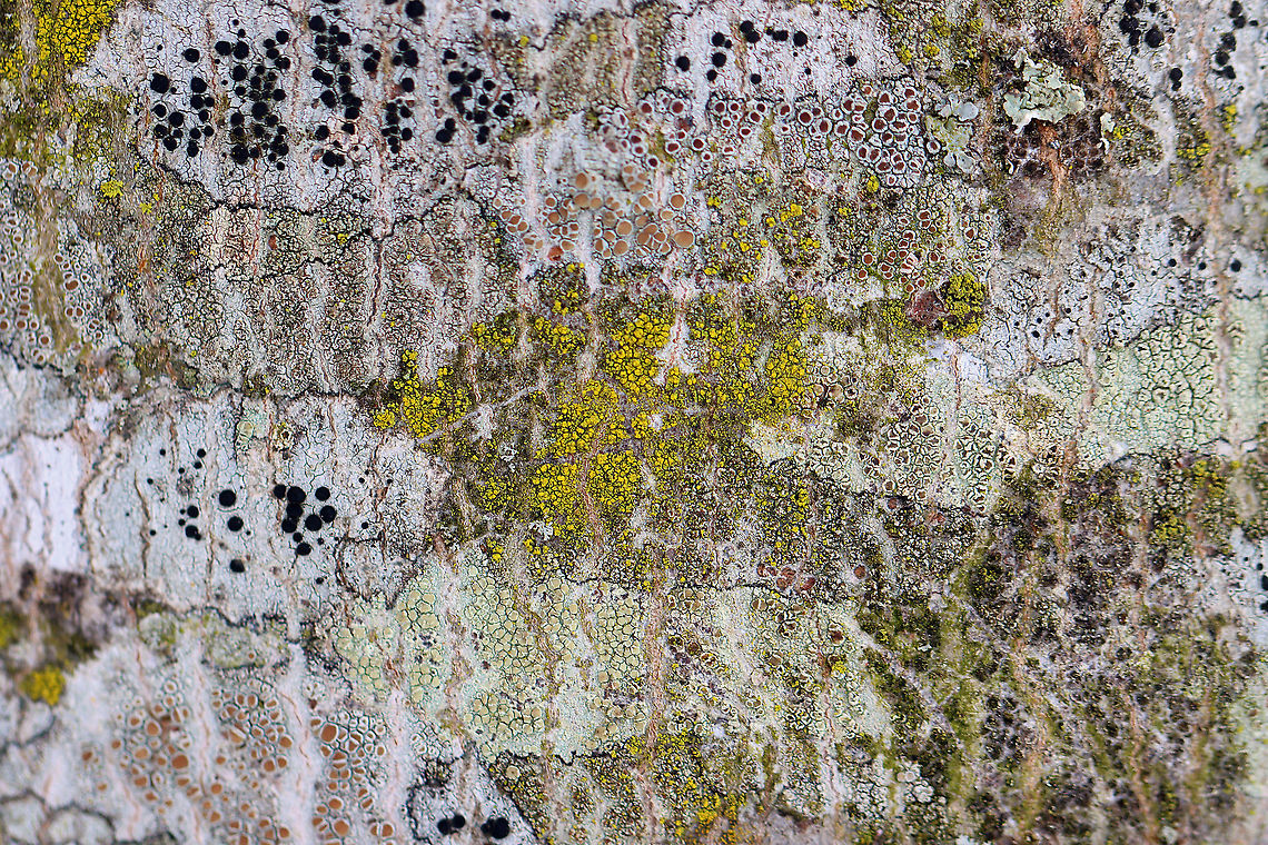 Lichens! These lichens are growing on a tree in my yard. I can&#039;t believe that I have never looked at them before.<br />
<br />
Habitat: Hardwood tree; Semi-rural yard Geotagged,United States,Winter,lichen,lichens