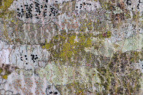 Lichens! These lichens are growing on a tree in my yard. I can't believe that I have never looked at them before.

Habitat: Hardwood tree; Semi-rural yard Geotagged,United States,Winter,lichen,lichens