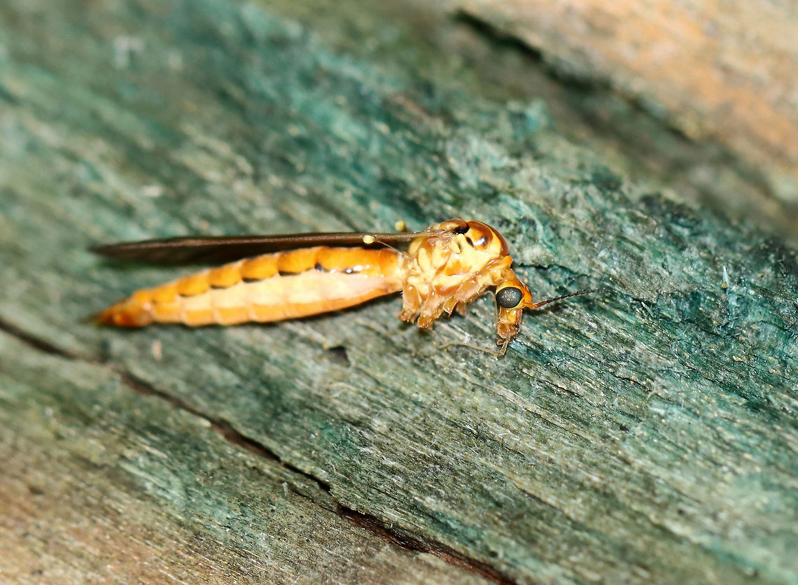 Nephrotoma ferruginea Looks like someone ate this crane fly&#039;s legs.<br />
<br />
Habitat: Deciduous forest Geotagged,Nephrotoma,Nephrotoma ferruginea,Summer,Tipulidae,United States,crane fly,fly