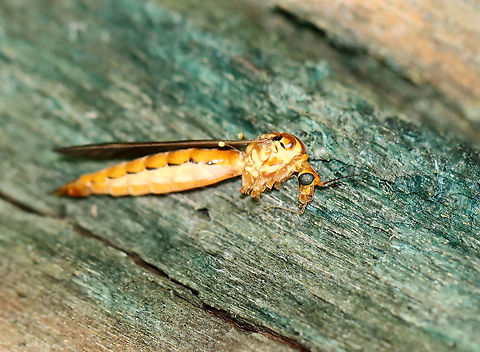 Nephrotoma ferruginea Looks like someone ate this crane fly's legs.

Habitat: Deciduous forest Geotagged,Nephrotoma,Nephrotoma ferruginea,Summer,Tipulidae,United States,crane fly,fly