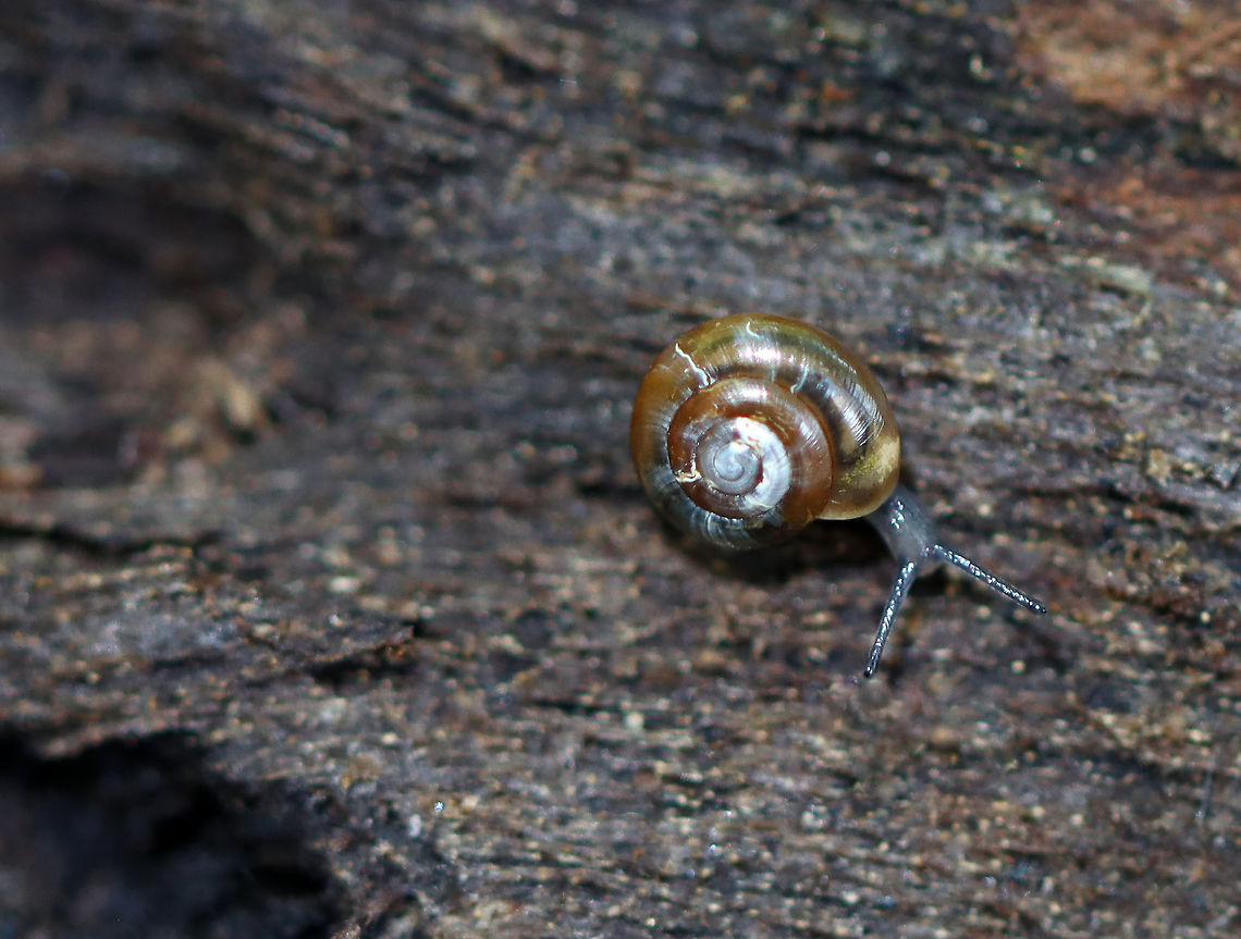 Snail - Superfamily Gastrodontoidea Maybe Zonitoides arboreus?<br />
<br />
Habitat: Found on rotting wood; deciduous forest Gastrodontoidea,Geotagged,Summer,United States,snail