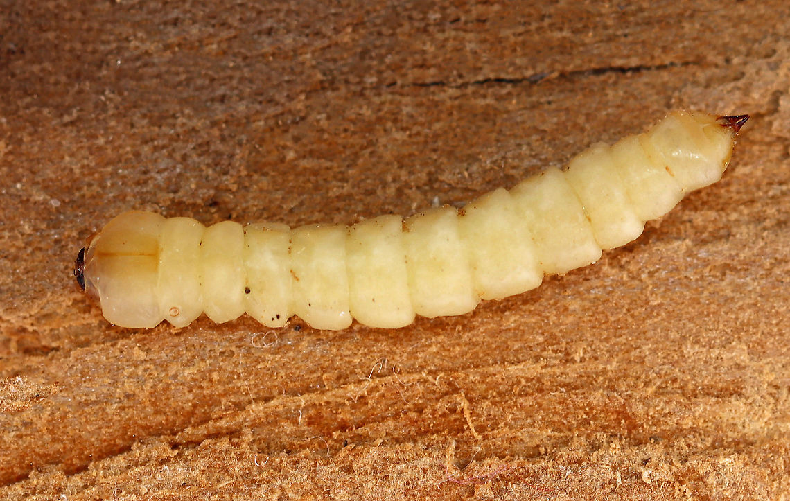 Emerald Ash Borer Larva - Agrilus planipennis I found this larva under the bark of an ash tree. I accidentally killed it while trying to extract it. It&#039;s a highly destructive, invasive species.<br />
<br />
Habitat: Ash; deciduous forest<br />
<figure class="photo"><a href="https://www.jungledragon.com/image/109622/emerald_ash_borer_agrilus_planipennis_galleries.html" title="Emerald Ash Borer (Agrilus planipennis) Galleries"><img src="https://s3.amazonaws.com/media.jungledragon.com/images/3232/109622_thumb.jpg?AWSAccessKeyId=05GMT0V3GWVNE7GGM1R2&Expires=1763596810&Signature=wQNsn4DsPBk3QRhRlffDnnQc%2FN8%3D" width="114" height="152" alt="Emerald Ash Borer (Agrilus planipennis) Galleries I found a larva and 2 adults under the bark of this ash tree. This photo shows the galleries made by the larvae as they feed. There&#039;s also an exit hole near the top of the photo.<br />
<br />
Habitat: Ash; deciduous forest<br />
https://www.jungledragon.com/image/109623/emerald_ash_borer_agrilus_planipennis_exit_hole.html<br />
https://www.jungledragon.com/image/109621/emerald_ash_borer_larva_-_agrilus_planipennis.html<br />
https://www.jungledragon.com/image/109624/emerald_ash_borer_agrilus_planipennis.html<br />
https://www.jungledragon.com/image/109625/emerald_ash_borer_agrilus_planipennis.html Agrilus planipennis,Emerald Ash Borer,Geotagged,United States,Winter,beetle galleries,galleries" /></a></figure><br />
<figure class="photo"><a href="https://www.jungledragon.com/image/109623/emerald_ash_borer_agrilus_planipennis_exit_hole.html" title="Emerald Ash Borer (Agrilus planipennis) Exit Hole"><img src="https://s3.amazonaws.com/media.jungledragon.com/images/3232/109623_thumb.jpg?AWSAccessKeyId=05GMT0V3GWVNE7GGM1R2&Expires=1763596810&Signature=FpxC9Of%2Bs1iuEWrLUAiTI%2BNQbks%3D" width="200" height="140" alt="Emerald Ash Borer (Agrilus planipennis) Exit Hole I found a larva and 2 adults under the bark of this ash tree. This photo shows the characteristic D-shaped exit hole that adults make.<br />
<br />
Habitat: Ash; deciduous forest<br />
https://www.jungledragon.com/image/109625/emerald_ash_borer_agrilus_planipennis.html<br />
https://www.jungledragon.com/image/109624/emerald_ash_borer_agrilus_planipennis.html<br />
https://www.jungledragon.com/image/109622/emerald_ash_borer_agrilus_planipennis_galleries.html<br />
https://www.jungledragon.com/image/109621/emerald_ash_borer_larva_-_agrilus_planipennis.html Agrilus planipennis,Emerald ash borer,Geotagged,United States,Winter,beetle,beetle exit hole" /></a></figure><br />
<figure class="photo"><a href="https://www.jungledragon.com/image/109624/emerald_ash_borer_agrilus_planipennis.html" title="Emerald Ash Borer (Agrilus planipennis)"><img src="https://s3.amazonaws.com/media.jungledragon.com/images/3232/109624_thumb.jpg?AWSAccessKeyId=05GMT0V3GWVNE7GGM1R2&Expires=1763596810&Signature=uDaX33p4uPnrZ%2Bf%2Bgtrvn7Ry%2F3M%3D" width="138" height="152" alt="Emerald Ash Borer (Agrilus planipennis) Both adults that I found were dead and were in the process of chewing their way out of the tree when they died. I don&#039;t know why they didn&#039;t make it and if this is a common thing. Maybe they died from predation? I&#039;m really not sure.<br />
<br />
Habitat: Ash tree; deciduous forest<br />
https://www.jungledragon.com/image/109625/emerald_ash_borer_agrilus_planipennis.html<br />
https://www.jungledragon.com/image/109623/emerald_ash_borer_agrilus_planipennis_exit_hole.html<br />
https://www.jungledragon.com/image/109622/emerald_ash_borer_agrilus_planipennis_galleries.html<br />
https://www.jungledragon.com/image/109621/emerald_ash_borer_larva_-_agrilus_planipennis.html<br />
 Agrilus planipennis,Emerald ash borer,Geotagged,United States,Winter,beetle" /></a></figure><br />
<figure class="photo"><a href="https://www.jungledragon.com/image/109625/emerald_ash_borer_agrilus_planipennis.html" title="Emerald Ash Borer (Agrilus planipennis)"><img src="https://s3.amazonaws.com/media.jungledragon.com/images/3232/109625_thumb.jpg?AWSAccessKeyId=05GMT0V3GWVNE7GGM1R2&Expires=1763596810&Signature=SY1P86Z2nCZOxnXFHo%2FVO25rrTg%3D" width="200" height="140" alt="Emerald Ash Borer (Agrilus planipennis) Both adults that I found were dead and were in the process of chewing their way out of the tree when they died. I don&#039;t know why they didn&#039;t make it and if this is a common thing. Maybe they died from predation? I&#039;m really not sure.<br />
<br />
Habitat: Ash tree; deciduous forest<br />
https://www.jungledragon.com/image/109624/emerald_ash_borer_agrilus_planipennis.html<br />
https://www.jungledragon.com/image/109623/emerald_ash_borer_agrilus_planipennis_exit_hole.html<br />
https://www.jungledragon.com/image/109622/emerald_ash_borer_agrilus_planipennis_galleries.html<br />
https://www.jungledragon.com/image/109621/emerald_ash_borer_larva_-_agrilus_planipennis.html Agrilus planipennis,Emerald ash borer,Geotagged,United States,Winter" /></a></figure> Agrilus,Agrilus planipennis,Agrilus planipennis larva,Emerald Ash Borer larva,Emerald ash borer,Geotagged,United States,Winter,beetle,beetle larva,larva