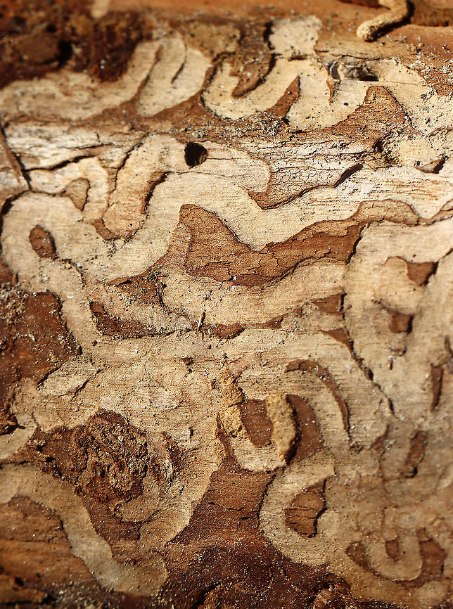 Emerald Ash Borer (Agrilus planipennis) Galleries I found a larva and 2 adults under the bark of this ash tree. This photo shows the galleries made by the larvae as they feed. There&#039;s also an exit hole near the top of the photo.<br />
<br />
Habitat: Ash; deciduous forest<br />
<figure class="photo"><a href="https://www.jungledragon.com/image/109623/emerald_ash_borer_agrilus_planipennis_exit_hole.html" title="Emerald Ash Borer (Agrilus planipennis) Exit Hole"><img src="https://s3.amazonaws.com/media.jungledragon.com/images/3232/109623_thumb.jpg?AWSAccessKeyId=05GMT0V3GWVNE7GGM1R2&Expires=1759968010&Signature=wrKxJSMHt43NcYPGdgu%2FCGc5Abg%3D" width="200" height="140" alt="Emerald Ash Borer (Agrilus planipennis) Exit Hole I found a larva and 2 adults under the bark of this ash tree. This photo shows the characteristic D-shaped exit hole that adults make.<br />
<br />
Habitat: Ash; deciduous forest<br />
https://www.jungledragon.com/image/109625/emerald_ash_borer_agrilus_planipennis.html<br />
https://www.jungledragon.com/image/109624/emerald_ash_borer_agrilus_planipennis.html<br />
https://www.jungledragon.com/image/109622/emerald_ash_borer_agrilus_planipennis_galleries.html<br />
https://www.jungledragon.com/image/109621/emerald_ash_borer_larva_-_agrilus_planipennis.html Agrilus planipennis,Emerald ash borer,Geotagged,United States,Winter,beetle,beetle exit hole" /></a></figure><br />
<figure class="photo"><a href="https://www.jungledragon.com/image/109621/emerald_ash_borer_larva_-_agrilus_planipennis.html" title="Emerald Ash Borer Larva - Agrilus planipennis"><img src="https://s3.amazonaws.com/media.jungledragon.com/images/3232/109621_thumb.jpg?AWSAccessKeyId=05GMT0V3GWVNE7GGM1R2&Expires=1759968010&Signature=cMrAxpGBv4pIe5nP0KNRxnwF4V8%3D" width="200" height="128" alt="Emerald Ash Borer Larva - Agrilus planipennis I found this larva under the bark of an ash tree. I accidentally killed it while trying to extract it. It&#039;s a highly destructive, invasive species.<br />
<br />
Habitat: Ash; deciduous forest<br />
https://www.jungledragon.com/image/109622/emerald_ash_borer_agrilus_planipennis_galleries.html<br />
https://www.jungledragon.com/image/109623/emerald_ash_borer_agrilus_planipennis_exit_hole.html<br />
https://www.jungledragon.com/image/109624/emerald_ash_borer_agrilus_planipennis.html<br />
https://www.jungledragon.com/image/109625/emerald_ash_borer_agrilus_planipennis.html Agrilus,Agrilus planipennis,Agrilus planipennis larva,Emerald Ash Borer larva,Emerald ash borer,Geotagged,United States,Winter,beetle,beetle larva,larva" /></a></figure><br />
<figure class="photo"><a href="https://www.jungledragon.com/image/109624/emerald_ash_borer_agrilus_planipennis.html" title="Emerald Ash Borer (Agrilus planipennis)"><img src="https://s3.amazonaws.com/media.jungledragon.com/images/3232/109624_thumb.jpg?AWSAccessKeyId=05GMT0V3GWVNE7GGM1R2&Expires=1759968010&Signature=e3FipSxDSvJG6180BYH277nb7Qw%3D" width="138" height="152" alt="Emerald Ash Borer (Agrilus planipennis) Both adults that I found were dead and were in the process of chewing their way out of the tree when they died. I don&#039;t know why they didn&#039;t make it and if this is a common thing. Maybe they died from predation? I&#039;m really not sure.<br />
<br />
Habitat: Ash tree; deciduous forest<br />
https://www.jungledragon.com/image/109625/emerald_ash_borer_agrilus_planipennis.html<br />
https://www.jungledragon.com/image/109623/emerald_ash_borer_agrilus_planipennis_exit_hole.html<br />
https://www.jungledragon.com/image/109622/emerald_ash_borer_agrilus_planipennis_galleries.html<br />
https://www.jungledragon.com/image/109621/emerald_ash_borer_larva_-_agrilus_planipennis.html<br />
 Agrilus planipennis,Emerald ash borer,Geotagged,United States,Winter,beetle" /></a></figure><br />
<figure class="photo"><a href="https://www.jungledragon.com/image/109625/emerald_ash_borer_agrilus_planipennis.html" title="Emerald Ash Borer (Agrilus planipennis)"><img src="https://s3.amazonaws.com/media.jungledragon.com/images/3232/109625_thumb.jpg?AWSAccessKeyId=05GMT0V3GWVNE7GGM1R2&Expires=1759968010&Signature=f36jCORSod6I2stCYwPVK08x5Qo%3D" width="200" height="140" alt="Emerald Ash Borer (Agrilus planipennis) Both adults that I found were dead and were in the process of chewing their way out of the tree when they died. I don&#039;t know why they didn&#039;t make it and if this is a common thing. Maybe they died from predation? I&#039;m really not sure.<br />
<br />
Habitat: Ash tree; deciduous forest<br />
https://www.jungledragon.com/image/109624/emerald_ash_borer_agrilus_planipennis.html<br />
https://www.jungledragon.com/image/109623/emerald_ash_borer_agrilus_planipennis_exit_hole.html<br />
https://www.jungledragon.com/image/109622/emerald_ash_borer_agrilus_planipennis_galleries.html<br />
https://www.jungledragon.com/image/109621/emerald_ash_borer_larva_-_agrilus_planipennis.html Agrilus planipennis,Emerald ash borer,Geotagged,United States,Winter" /></a></figure> Agrilus planipennis,Emerald Ash Borer,Geotagged,United States,Winter,beetle galleries,galleries