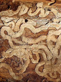 Emerald Ash Borer (Agrilus planipennis) Galleries I found a larva and 2 adults under the bark of this ash tree. This photo shows the galleries made by the larvae as they feed. There's also an exit hole near the top of the photo.

Habitat: Ash; deciduous forest
https://www.jungledragon.com/image/109623/emerald_ash_borer_agrilus_planipennis_exit_hole.html
https://www.jungledragon.com/image/109621/emerald_ash_borer_larva_-_agrilus_planipennis.html
https://www.jungledragon.com/image/109624/emerald_ash_borer_agrilus_planipennis.html
https://www.jungledragon.com/image/109625/emerald_ash_borer_agrilus_planipennis.html Agrilus planipennis,Emerald Ash Borer,Geotagged,United States,Winter,beetle galleries,galleries