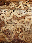 Emerald Ash Borer (Agrilus planipennis) Galleries I found a larva and 2 adults under the bark of this ash tree. This photo shows the galleries made by the larvae as they feed. There's also an exit hole near the top of the photo.<br />
<br />
Habitat: Ash; deciduous forest<br />
https://www.jungledragon.com/image/109623/emerald_ash_borer_agrilus_planipennis_exit_hole.html<br />
https://www.jungledragon.com/image/109621/emerald_ash_borer_larva_-_agrilus_planipennis.html<br />
https://www.jungledragon.com/image/109624/emerald_ash_borer_agrilus_planipennis.html<br />
https://www.jungledragon.com/image/109625/emerald_ash_borer_agrilus_planipennis.html Agrilus planipennis,Emerald Ash Borer,Geotagged,United States,Winter,beetle galleries,galleries