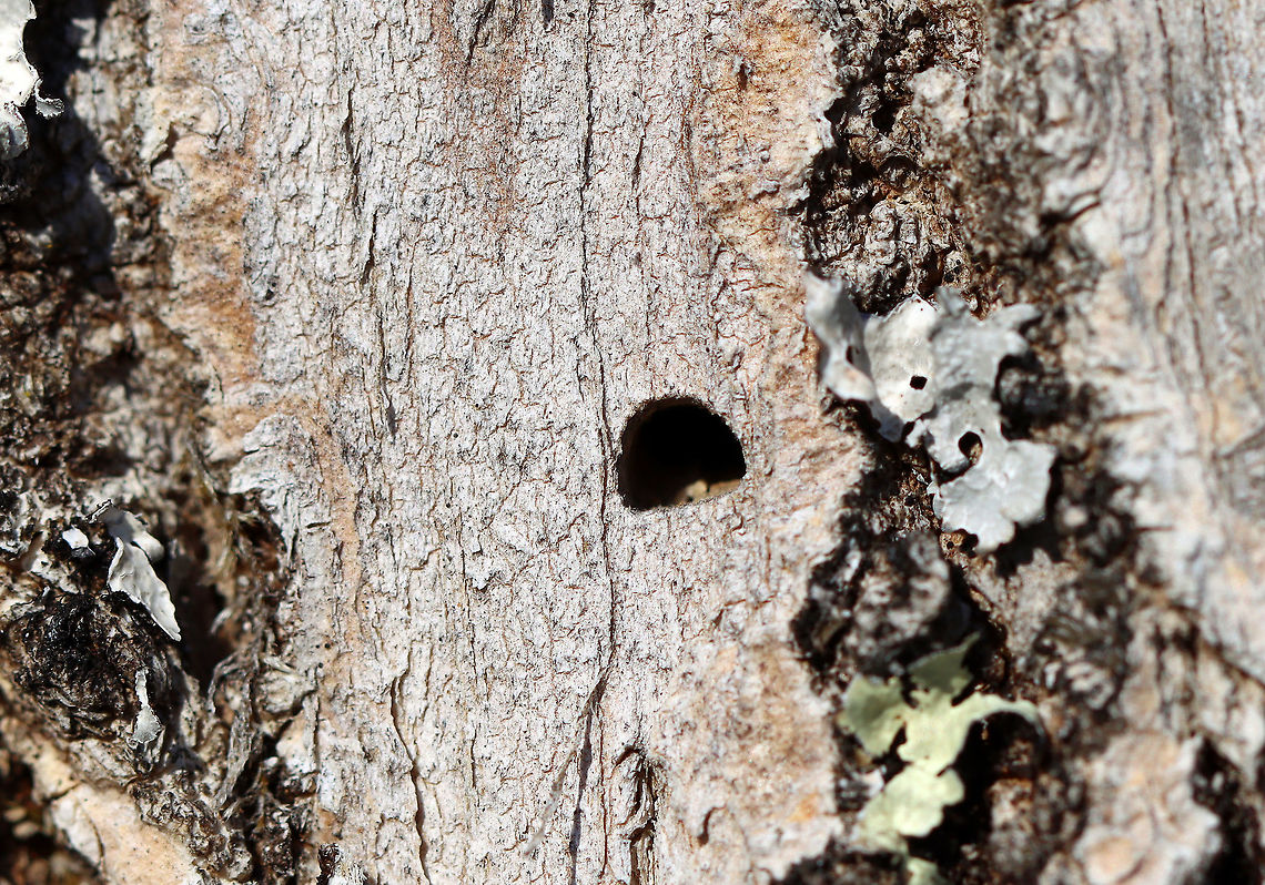 Emerald Ash Borer (Agrilus planipennis) Exit Hole I found a larva and 2 adults under the bark of this ash tree. This photo shows the characteristic D-shaped exit hole that adults make.<br />
<br />
Habitat: Ash; deciduous forest<br />
<figure class="photo"><a href="https://www.jungledragon.com/image/109625/emerald_ash_borer_agrilus_planipennis.html" title="Emerald Ash Borer (Agrilus planipennis)"><img src="https://s3.amazonaws.com/media.jungledragon.com/images/3232/109625_thumb.jpg?AWSAccessKeyId=05GMT0V3GWVNE7GGM1R2&Expires=1759968010&Signature=f36jCORSod6I2stCYwPVK08x5Qo%3D" width="200" height="140" alt="Emerald Ash Borer (Agrilus planipennis) Both adults that I found were dead and were in the process of chewing their way out of the tree when they died. I don&#039;t know why they didn&#039;t make it and if this is a common thing. Maybe they died from predation? I&#039;m really not sure.<br />
<br />
Habitat: Ash tree; deciduous forest<br />
https://www.jungledragon.com/image/109624/emerald_ash_borer_agrilus_planipennis.html<br />
https://www.jungledragon.com/image/109623/emerald_ash_borer_agrilus_planipennis_exit_hole.html<br />
https://www.jungledragon.com/image/109622/emerald_ash_borer_agrilus_planipennis_galleries.html<br />
https://www.jungledragon.com/image/109621/emerald_ash_borer_larva_-_agrilus_planipennis.html Agrilus planipennis,Emerald ash borer,Geotagged,United States,Winter" /></a></figure><br />
<figure class="photo"><a href="https://www.jungledragon.com/image/109624/emerald_ash_borer_agrilus_planipennis.html" title="Emerald Ash Borer (Agrilus planipennis)"><img src="https://s3.amazonaws.com/media.jungledragon.com/images/3232/109624_thumb.jpg?AWSAccessKeyId=05GMT0V3GWVNE7GGM1R2&Expires=1759968010&Signature=e3FipSxDSvJG6180BYH277nb7Qw%3D" width="138" height="152" alt="Emerald Ash Borer (Agrilus planipennis) Both adults that I found were dead and were in the process of chewing their way out of the tree when they died. I don&#039;t know why they didn&#039;t make it and if this is a common thing. Maybe they died from predation? I&#039;m really not sure.<br />
<br />
Habitat: Ash tree; deciduous forest<br />
https://www.jungledragon.com/image/109625/emerald_ash_borer_agrilus_planipennis.html<br />
https://www.jungledragon.com/image/109623/emerald_ash_borer_agrilus_planipennis_exit_hole.html<br />
https://www.jungledragon.com/image/109622/emerald_ash_borer_agrilus_planipennis_galleries.html<br />
https://www.jungledragon.com/image/109621/emerald_ash_borer_larva_-_agrilus_planipennis.html<br />
 Agrilus planipennis,Emerald ash borer,Geotagged,United States,Winter,beetle" /></a></figure><br />
<figure class="photo"><a href="https://www.jungledragon.com/image/109622/emerald_ash_borer_agrilus_planipennis_galleries.html" title="Emerald Ash Borer (Agrilus planipennis) Galleries"><img src="https://s3.amazonaws.com/media.jungledragon.com/images/3232/109622_thumb.jpg?AWSAccessKeyId=05GMT0V3GWVNE7GGM1R2&Expires=1759968010&Signature=c2gl4HZjQN7kBgxwTKY6U2WX1eA%3D" width="114" height="152" alt="Emerald Ash Borer (Agrilus planipennis) Galleries I found a larva and 2 adults under the bark of this ash tree. This photo shows the galleries made by the larvae as they feed. There&#039;s also an exit hole near the top of the photo.<br />
<br />
Habitat: Ash; deciduous forest<br />
https://www.jungledragon.com/image/109623/emerald_ash_borer_agrilus_planipennis_exit_hole.html<br />
https://www.jungledragon.com/image/109621/emerald_ash_borer_larva_-_agrilus_planipennis.html<br />
https://www.jungledragon.com/image/109624/emerald_ash_borer_agrilus_planipennis.html<br />
https://www.jungledragon.com/image/109625/emerald_ash_borer_agrilus_planipennis.html Agrilus planipennis,Emerald Ash Borer,Geotagged,United States,Winter,beetle galleries,galleries" /></a></figure><br />
<figure class="photo"><a href="https://www.jungledragon.com/image/109621/emerald_ash_borer_larva_-_agrilus_planipennis.html" title="Emerald Ash Borer Larva - Agrilus planipennis"><img src="https://s3.amazonaws.com/media.jungledragon.com/images/3232/109621_thumb.jpg?AWSAccessKeyId=05GMT0V3GWVNE7GGM1R2&Expires=1759968010&Signature=cMrAxpGBv4pIe5nP0KNRxnwF4V8%3D" width="200" height="128" alt="Emerald Ash Borer Larva - Agrilus planipennis I found this larva under the bark of an ash tree. I accidentally killed it while trying to extract it. It&#039;s a highly destructive, invasive species.<br />
<br />
Habitat: Ash; deciduous forest<br />
https://www.jungledragon.com/image/109622/emerald_ash_borer_agrilus_planipennis_galleries.html<br />
https://www.jungledragon.com/image/109623/emerald_ash_borer_agrilus_planipennis_exit_hole.html<br />
https://www.jungledragon.com/image/109624/emerald_ash_borer_agrilus_planipennis.html<br />
https://www.jungledragon.com/image/109625/emerald_ash_borer_agrilus_planipennis.html Agrilus,Agrilus planipennis,Agrilus planipennis larva,Emerald Ash Borer larva,Emerald ash borer,Geotagged,United States,Winter,beetle,beetle larva,larva" /></a></figure> Agrilus planipennis,Emerald ash borer,Geotagged,United States,Winter,beetle,beetle exit hole