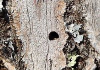 Emerald Ash Borer (Agrilus planipennis) Exit Hole I found a larva and 2 adults under the bark of this ash tree. This photo shows the characteristic D-shaped exit hole that adults make.<br />
<br />
Habitat: Ash; deciduous forest<br />
https://www.jungledragon.com/image/109625/emerald_ash_borer_agrilus_planipennis.html<br />
https://www.jungledragon.com/image/109624/emerald_ash_borer_agrilus_planipennis.html<br />
https://www.jungledragon.com/image/109622/emerald_ash_borer_agrilus_planipennis_galleries.html<br />
https://www.jungledragon.com/image/109621/emerald_ash_borer_larva_-_agrilus_planipennis.html Agrilus planipennis,Emerald ash borer,Geotagged,United States,Winter,beetle,beetle exit hole