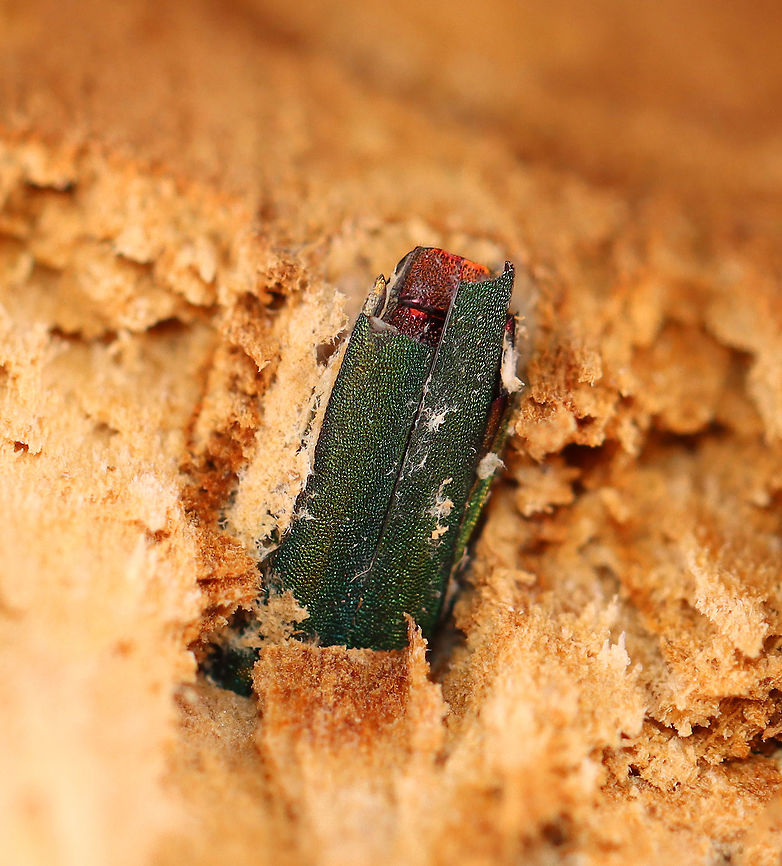 Emerald Ash Borer (Agrilus planipennis) Both adults that I found were dead and were in the process of chewing their way out of the tree when they died. I don&#039;t know why they didn&#039;t make it and if this is a common thing. Maybe they died from predation? I&#039;m really not sure.<br />
<br />
Habitat: Ash tree; deciduous forest<br />
<figure class="photo"><a href="https://www.jungledragon.com/image/109625/emerald_ash_borer_agrilus_planipennis.html" title="Emerald Ash Borer (Agrilus planipennis)"><img src="https://s3.amazonaws.com/media.jungledragon.com/images/3232/109625_thumb.jpg?AWSAccessKeyId=05GMT0V3GWVNE7GGM1R2&Expires=1759968010&Signature=f36jCORSod6I2stCYwPVK08x5Qo%3D" width="200" height="140" alt="Emerald Ash Borer (Agrilus planipennis) Both adults that I found were dead and were in the process of chewing their way out of the tree when they died. I don&#039;t know why they didn&#039;t make it and if this is a common thing. Maybe they died from predation? I&#039;m really not sure.<br />
<br />
Habitat: Ash tree; deciduous forest<br />
https://www.jungledragon.com/image/109624/emerald_ash_borer_agrilus_planipennis.html<br />
https://www.jungledragon.com/image/109623/emerald_ash_borer_agrilus_planipennis_exit_hole.html<br />
https://www.jungledragon.com/image/109622/emerald_ash_borer_agrilus_planipennis_galleries.html<br />
https://www.jungledragon.com/image/109621/emerald_ash_borer_larva_-_agrilus_planipennis.html Agrilus planipennis,Emerald ash borer,Geotagged,United States,Winter" /></a></figure><br />
<figure class="photo"><a href="https://www.jungledragon.com/image/109623/emerald_ash_borer_agrilus_planipennis_exit_hole.html" title="Emerald Ash Borer (Agrilus planipennis) Exit Hole"><img src="https://s3.amazonaws.com/media.jungledragon.com/images/3232/109623_thumb.jpg?AWSAccessKeyId=05GMT0V3GWVNE7GGM1R2&Expires=1759968010&Signature=wrKxJSMHt43NcYPGdgu%2FCGc5Abg%3D" width="200" height="140" alt="Emerald Ash Borer (Agrilus planipennis) Exit Hole I found a larva and 2 adults under the bark of this ash tree. This photo shows the characteristic D-shaped exit hole that adults make.<br />
<br />
Habitat: Ash; deciduous forest<br />
https://www.jungledragon.com/image/109625/emerald_ash_borer_agrilus_planipennis.html<br />
https://www.jungledragon.com/image/109624/emerald_ash_borer_agrilus_planipennis.html<br />
https://www.jungledragon.com/image/109622/emerald_ash_borer_agrilus_planipennis_galleries.html<br />
https://www.jungledragon.com/image/109621/emerald_ash_borer_larva_-_agrilus_planipennis.html Agrilus planipennis,Emerald ash borer,Geotagged,United States,Winter,beetle,beetle exit hole" /></a></figure><br />
<figure class="photo"><a href="https://www.jungledragon.com/image/109622/emerald_ash_borer_agrilus_planipennis_galleries.html" title="Emerald Ash Borer (Agrilus planipennis) Galleries"><img src="https://s3.amazonaws.com/media.jungledragon.com/images/3232/109622_thumb.jpg?AWSAccessKeyId=05GMT0V3GWVNE7GGM1R2&Expires=1759968010&Signature=c2gl4HZjQN7kBgxwTKY6U2WX1eA%3D" width="114" height="152" alt="Emerald Ash Borer (Agrilus planipennis) Galleries I found a larva and 2 adults under the bark of this ash tree. This photo shows the galleries made by the larvae as they feed. There&#039;s also an exit hole near the top of the photo.<br />
<br />
Habitat: Ash; deciduous forest<br />
https://www.jungledragon.com/image/109623/emerald_ash_borer_agrilus_planipennis_exit_hole.html<br />
https://www.jungledragon.com/image/109621/emerald_ash_borer_larva_-_agrilus_planipennis.html<br />
https://www.jungledragon.com/image/109624/emerald_ash_borer_agrilus_planipennis.html<br />
https://www.jungledragon.com/image/109625/emerald_ash_borer_agrilus_planipennis.html Agrilus planipennis,Emerald Ash Borer,Geotagged,United States,Winter,beetle galleries,galleries" /></a></figure><br />
<figure class="photo"><a href="https://www.jungledragon.com/image/109621/emerald_ash_borer_larva_-_agrilus_planipennis.html" title="Emerald Ash Borer Larva - Agrilus planipennis"><img src="https://s3.amazonaws.com/media.jungledragon.com/images/3232/109621_thumb.jpg?AWSAccessKeyId=05GMT0V3GWVNE7GGM1R2&Expires=1759968010&Signature=cMrAxpGBv4pIe5nP0KNRxnwF4V8%3D" width="200" height="128" alt="Emerald Ash Borer Larva - Agrilus planipennis I found this larva under the bark of an ash tree. I accidentally killed it while trying to extract it. It&#039;s a highly destructive, invasive species.<br />
<br />
Habitat: Ash; deciduous forest<br />
https://www.jungledragon.com/image/109622/emerald_ash_borer_agrilus_planipennis_galleries.html<br />
https://www.jungledragon.com/image/109623/emerald_ash_borer_agrilus_planipennis_exit_hole.html<br />
https://www.jungledragon.com/image/109624/emerald_ash_borer_agrilus_planipennis.html<br />
https://www.jungledragon.com/image/109625/emerald_ash_borer_agrilus_planipennis.html Agrilus,Agrilus planipennis,Agrilus planipennis larva,Emerald Ash Borer larva,Emerald ash borer,Geotagged,United States,Winter,beetle,beetle larva,larva" /></a></figure><br />
 Agrilus planipennis,Emerald ash borer,Geotagged,United States,Winter,beetle