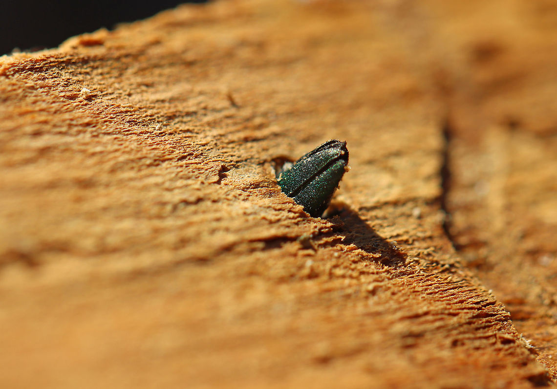 Emerald Ash Borer (Agrilus planipennis) Both adults that I found were dead and were in the process of chewing their way out of the tree when they died. I don&#039;t know why they didn&#039;t make it and if this is a common thing. Maybe they died from predation? I&#039;m really not sure.<br />
<br />
Habitat: Ash tree; deciduous forest<br />
<figure class="photo"><a href="https://www.jungledragon.com/image/109624/emerald_ash_borer_agrilus_planipennis.html" title="Emerald Ash Borer (Agrilus planipennis)"><img src="https://s3.amazonaws.com/media.jungledragon.com/images/3232/109624_thumb.jpg?AWSAccessKeyId=05GMT0V3GWVNE7GGM1R2&Expires=1759968010&Signature=e3FipSxDSvJG6180BYH277nb7Qw%3D" width="138" height="152" alt="Emerald Ash Borer (Agrilus planipennis) Both adults that I found were dead and were in the process of chewing their way out of the tree when they died. I don&#039;t know why they didn&#039;t make it and if this is a common thing. Maybe they died from predation? I&#039;m really not sure.<br />
<br />
Habitat: Ash tree; deciduous forest<br />
https://www.jungledragon.com/image/109625/emerald_ash_borer_agrilus_planipennis.html<br />
https://www.jungledragon.com/image/109623/emerald_ash_borer_agrilus_planipennis_exit_hole.html<br />
https://www.jungledragon.com/image/109622/emerald_ash_borer_agrilus_planipennis_galleries.html<br />
https://www.jungledragon.com/image/109621/emerald_ash_borer_larva_-_agrilus_planipennis.html<br />
 Agrilus planipennis,Emerald ash borer,Geotagged,United States,Winter,beetle" /></a></figure><br />
<figure class="photo"><a href="https://www.jungledragon.com/image/109623/emerald_ash_borer_agrilus_planipennis_exit_hole.html" title="Emerald Ash Borer (Agrilus planipennis) Exit Hole"><img src="https://s3.amazonaws.com/media.jungledragon.com/images/3232/109623_thumb.jpg?AWSAccessKeyId=05GMT0V3GWVNE7GGM1R2&Expires=1759968010&Signature=wrKxJSMHt43NcYPGdgu%2FCGc5Abg%3D" width="200" height="140" alt="Emerald Ash Borer (Agrilus planipennis) Exit Hole I found a larva and 2 adults under the bark of this ash tree. This photo shows the characteristic D-shaped exit hole that adults make.<br />
<br />
Habitat: Ash; deciduous forest<br />
https://www.jungledragon.com/image/109625/emerald_ash_borer_agrilus_planipennis.html<br />
https://www.jungledragon.com/image/109624/emerald_ash_borer_agrilus_planipennis.html<br />
https://www.jungledragon.com/image/109622/emerald_ash_borer_agrilus_planipennis_galleries.html<br />
https://www.jungledragon.com/image/109621/emerald_ash_borer_larva_-_agrilus_planipennis.html Agrilus planipennis,Emerald ash borer,Geotagged,United States,Winter,beetle,beetle exit hole" /></a></figure><br />
<figure class="photo"><a href="https://www.jungledragon.com/image/109622/emerald_ash_borer_agrilus_planipennis_galleries.html" title="Emerald Ash Borer (Agrilus planipennis) Galleries"><img src="https://s3.amazonaws.com/media.jungledragon.com/images/3232/109622_thumb.jpg?AWSAccessKeyId=05GMT0V3GWVNE7GGM1R2&Expires=1759968010&Signature=c2gl4HZjQN7kBgxwTKY6U2WX1eA%3D" width="114" height="152" alt="Emerald Ash Borer (Agrilus planipennis) Galleries I found a larva and 2 adults under the bark of this ash tree. This photo shows the galleries made by the larvae as they feed. There&#039;s also an exit hole near the top of the photo.<br />
<br />
Habitat: Ash; deciduous forest<br />
https://www.jungledragon.com/image/109623/emerald_ash_borer_agrilus_planipennis_exit_hole.html<br />
https://www.jungledragon.com/image/109621/emerald_ash_borer_larva_-_agrilus_planipennis.html<br />
https://www.jungledragon.com/image/109624/emerald_ash_borer_agrilus_planipennis.html<br />
https://www.jungledragon.com/image/109625/emerald_ash_borer_agrilus_planipennis.html Agrilus planipennis,Emerald Ash Borer,Geotagged,United States,Winter,beetle galleries,galleries" /></a></figure><br />
<figure class="photo"><a href="https://www.jungledragon.com/image/109621/emerald_ash_borer_larva_-_agrilus_planipennis.html" title="Emerald Ash Borer Larva - Agrilus planipennis"><img src="https://s3.amazonaws.com/media.jungledragon.com/images/3232/109621_thumb.jpg?AWSAccessKeyId=05GMT0V3GWVNE7GGM1R2&Expires=1759968010&Signature=cMrAxpGBv4pIe5nP0KNRxnwF4V8%3D" width="200" height="128" alt="Emerald Ash Borer Larva - Agrilus planipennis I found this larva under the bark of an ash tree. I accidentally killed it while trying to extract it. It&#039;s a highly destructive, invasive species.<br />
<br />
Habitat: Ash; deciduous forest<br />
https://www.jungledragon.com/image/109622/emerald_ash_borer_agrilus_planipennis_galleries.html<br />
https://www.jungledragon.com/image/109623/emerald_ash_borer_agrilus_planipennis_exit_hole.html<br />
https://www.jungledragon.com/image/109624/emerald_ash_borer_agrilus_planipennis.html<br />
https://www.jungledragon.com/image/109625/emerald_ash_borer_agrilus_planipennis.html Agrilus,Agrilus planipennis,Agrilus planipennis larva,Emerald Ash Borer larva,Emerald ash borer,Geotagged,United States,Winter,beetle,beetle larva,larva" /></a></figure> Agrilus planipennis,Emerald ash borer,Geotagged,United States,Winter