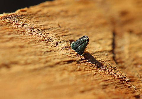 Emerald Ash Borer (Agrilus planipennis) Both adults that I found were dead and were in the process of chewing their way out of the tree when they died. I don't know why they didn't make it and if this is a common thing. Maybe they died from predation? I'm really not sure.

Habitat: Ash tree; deciduous forest
https://www.jungledragon.com/image/109624/emerald_ash_borer_agrilus_planipennis.html
https://www.jungledragon.com/image/109623/emerald_ash_borer_agrilus_planipennis_exit_hole.html
https://www.jungledragon.com/image/109622/emerald_ash_borer_agrilus_planipennis_galleries.html
https://www.jungledragon.com/image/109621/emerald_ash_borer_larva_-_agrilus_planipennis.html Agrilus planipennis,Emerald ash borer,Geotagged,United States,Winter