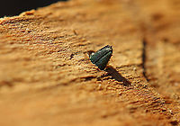 Emerald Ash Borer (Agrilus planipennis) Both adults that I found were dead and were in the process of chewing their way out of the tree when they died. I don't know why they didn't make it and if this is a common thing. Maybe they died from predation? I'm really not sure.<br />
<br />
Habitat: Ash tree; deciduous forest<br />
https://www.jungledragon.com/image/109624/emerald_ash_borer_agrilus_planipennis.html<br />
https://www.jungledragon.com/image/109623/emerald_ash_borer_agrilus_planipennis_exit_hole.html<br />
https://www.jungledragon.com/image/109622/emerald_ash_borer_agrilus_planipennis_galleries.html<br />
https://www.jungledragon.com/image/109621/emerald_ash_borer_larva_-_agrilus_planipennis.html Agrilus planipennis,Emerald ash borer,Geotagged,United States,Winter