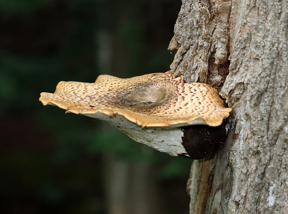 Dryad's Saddle - Cerioporus squamosus This species is easily recognized by its large size. It is fan-shaped, pale tan, and has large, flattened, brown scales that are somewhat radially arranged.<br />
<br />
Habitat: Deciduous forest; it grows on this same tree every year  Cerioporus,Cerioporus squamosus,Dryad's Saddle,Geotagged,Polyporus squamosus,Summer,United States,fungus,mushroom