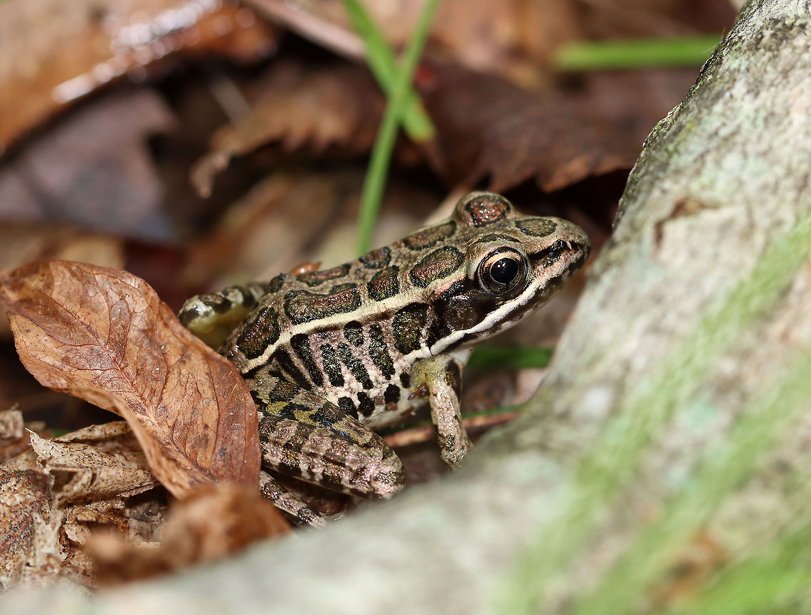 Pickerel Frog - Lithobates palustris Habitat: Deciduous forest Geotagged,Lithobates,Lithobates palustris,Pickerel frog,Summer,United States,frog