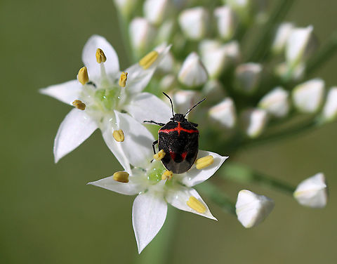 Wee Harlequin Bug - Cosmopepla lintneriana TL: 5-6 mm. These stinkbugs are very common on milkweed. Females lay eggs in clusters and guard them. Adults overwinter under leaf litter and emerge in early spring, as soon as the snow melts.

Habitat: Rural garden Cosmopepla,Cosmopepla lintneriana,Geotagged,Summer,Twice-stabbed stink bug,United States,bug
