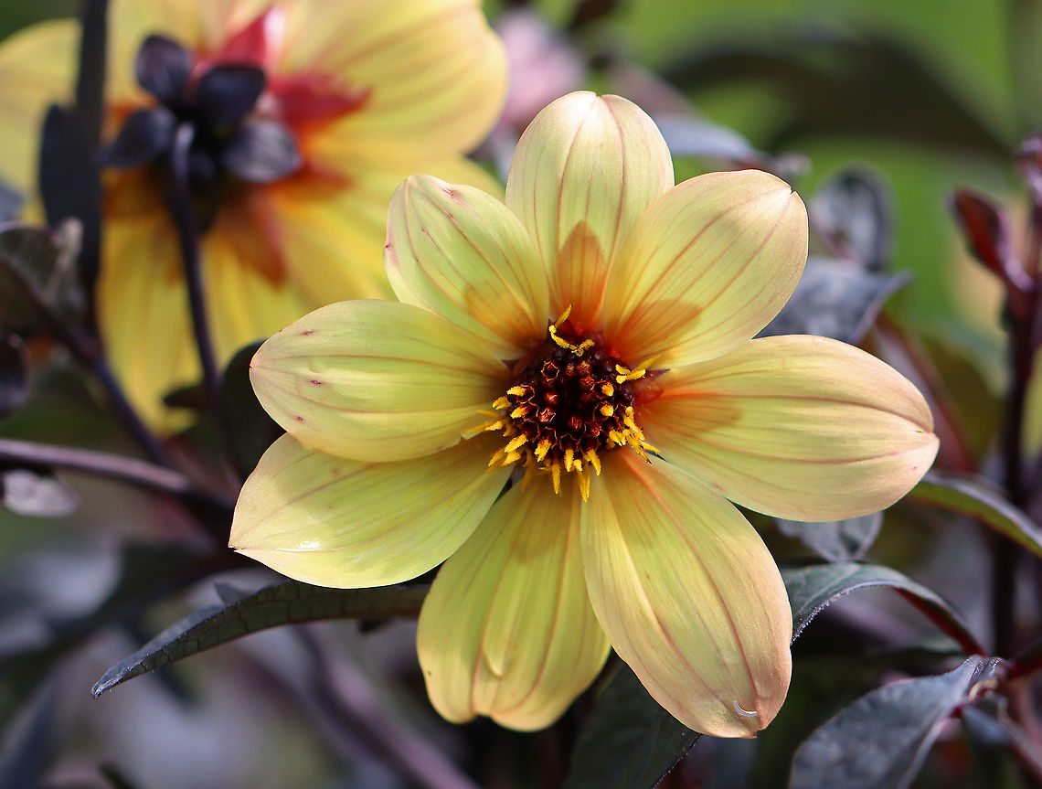 Dahlia Hybrid - Dahlia x cultorum I'm not sure what hybrid this is. The flowers are yellow with red discs and the foliage is dark purple/blackish.<br />
<br />
Habitat: Garden  Dahlia,Dahlia x cultorum,Geotagged,Summer,United States