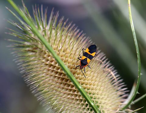 Large Milkweed Bug - Oncopeltus fasciatus Habitat: Meadow Geotagged,Large milkweed bug,Oncopeltus,Oncopeltus fasciatus,Summer,United States,bug,milkweed bug
