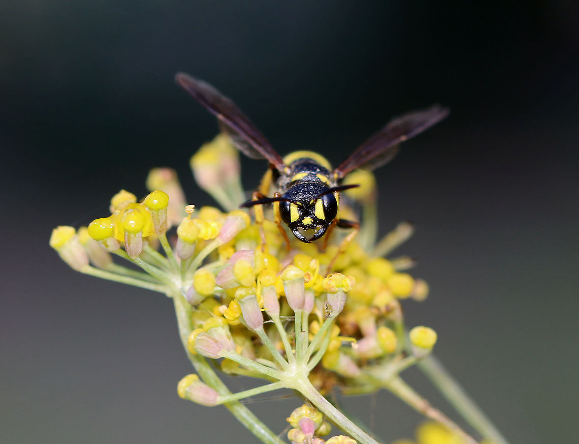 Weevil Wasp - Cerceris atramontensis Habitat: Garden Cerceris,Cerceris atramontensis,Geotagged,Summer,United States,wasp,weevil wasp