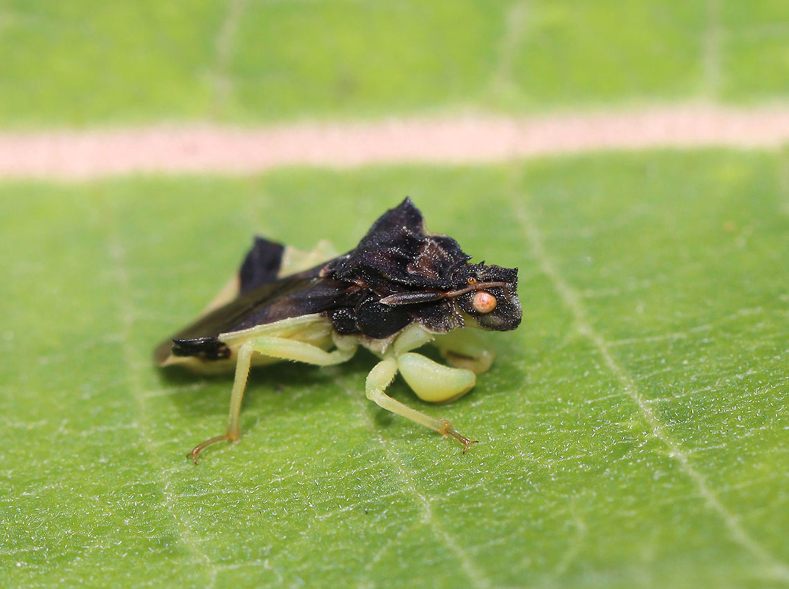 Jagged Ambush Bug - Phymata fasciata Habitat: Meadow Geotagged,Phymata,Phymata Fasciata,Phymata fasciata,Summer,United States,ambush bug,bug
