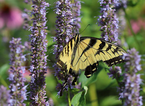 Eastern Tiger Swallowtail - Papilio glaucus Habitat: Meadow Eastern Tiger Swallowtail,Geotagged,Papilio,Papilio glaucus,Summer,United States,butterfly,swallowtail