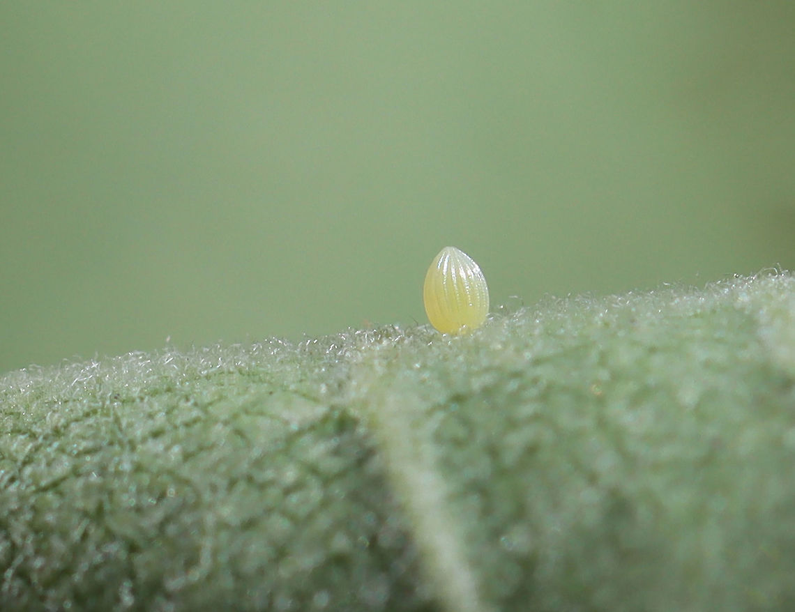 Monarch Butterfly Egg - Danaus plexippus I found very few monarchs this past year.<br />
<br />
Habitat: Milkweed Danaus plexippus,Geotagged,Monarch butterfly,Summer,United States,butterfly egg,egg,monarch egg