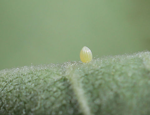 Monarch Butterfly Egg - Danaus plexippus I found very few monarchs this past year.

Habitat: Milkweed Danaus plexippus,Geotagged,Monarch butterfly,Summer,United States,butterfly egg,egg,monarch egg