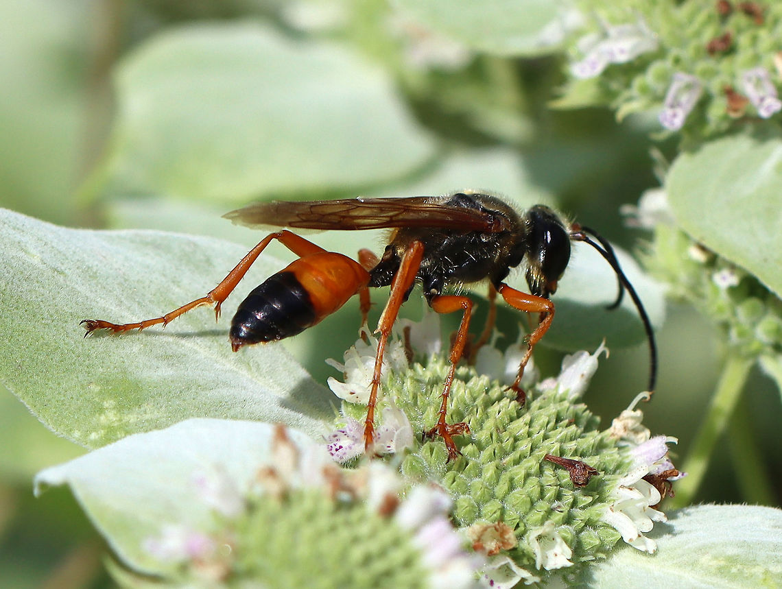 Great Golden Digger Wasp - Sphex ichneumoneus Habitat: Nectaring on Pycnanthemum muticum; Garden<br />
<figure class="photo"><a href="https://www.jungledragon.com/image/109668/great_golden_digger_wasp_-_sphex_ichneumoneus.html" title="Great Golden Digger Wasp - Sphex ichneumoneus"><img src="https://s3.amazonaws.com/media.jungledragon.com/images/3232/109668_thumb.jpg?AWSAccessKeyId=05GMT0V3GWVNE7GGM1R2&Expires=1759968010&Signature=%2F9AeRJYrnRmFhNr4%2FYX1tsTc%2FDY%3D" width="200" height="142" alt="Great Golden Digger Wasp - Sphex ichneumoneus These plants are very popular with insects!<br />
<br />
Habitat: Nectaring on Pycnanthemum muticum; Garden<br />
https://www.jungledragon.com/image/109667/great_golden_digger_wasp_-_sphex_ichneumoneus.html Geotagged,Great golden digger wasp,Sphex ichneumoneus,Summer,United States" /></a></figure> Geotagged,Great golden digger wasp,Sphex,Sphex ichneumoneus,Summer,United States,wasp