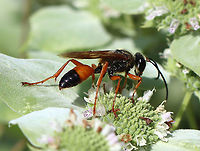 Great Golden Digger Wasp - Sphex ichneumoneus Habitat: Nectaring on Pycnanthemum muticum; Garden<br />
https://www.jungledragon.com/image/109668/great_golden_digger_wasp_-_sphex_ichneumoneus.html Geotagged,Great golden digger wasp,Sphex,Sphex ichneumoneus,Summer,United States,wasp