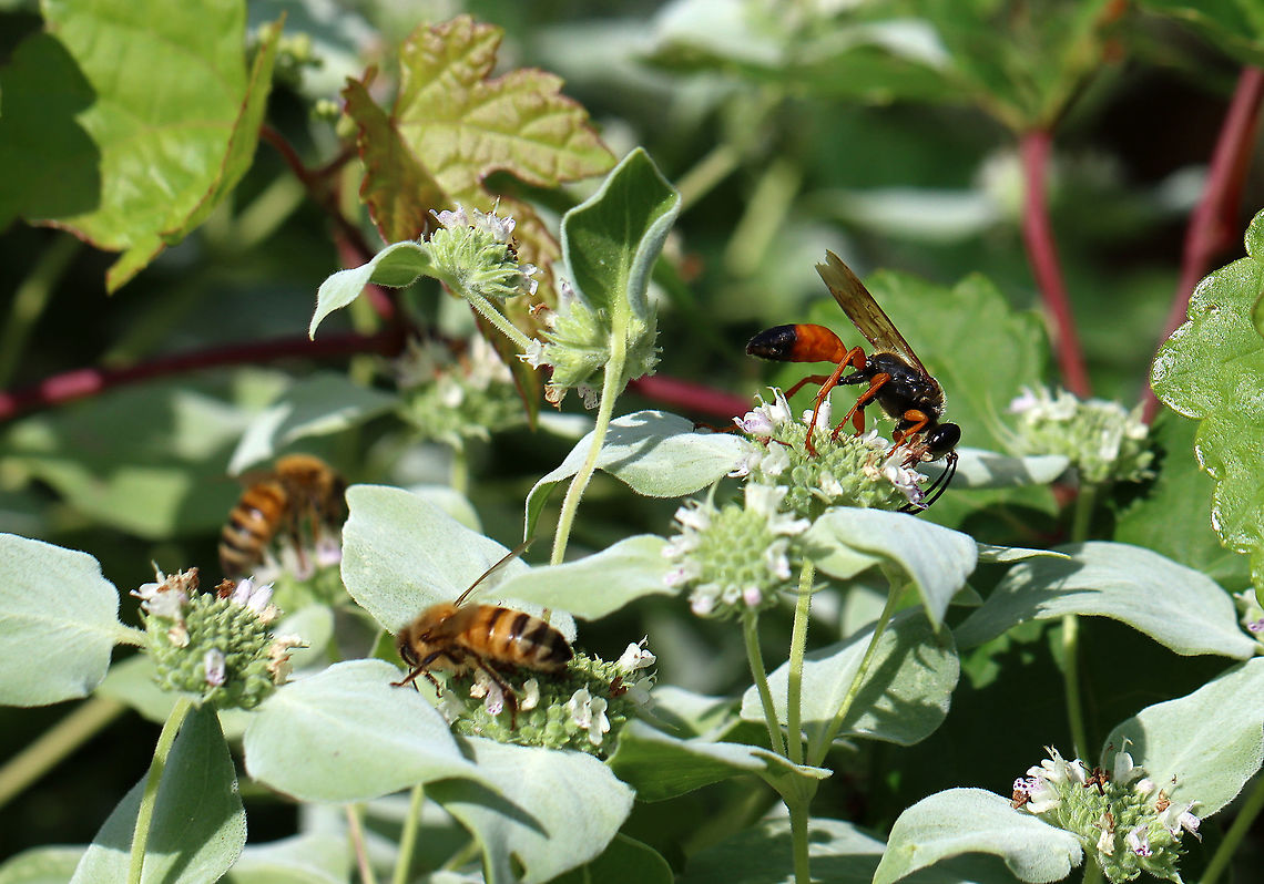 Great Golden Digger Wasp - Sphex ichneumoneus These plants are very popular with insects!<br />
<br />
Habitat: Nectaring on Pycnanthemum muticum; Garden<br />
<figure class="photo"><a href="https://www.jungledragon.com/image/109667/great_golden_digger_wasp_-_sphex_ichneumoneus.html" title="Great Golden Digger Wasp - Sphex ichneumoneus"><img src="https://s3.amazonaws.com/media.jungledragon.com/images/3232/109667_thumb.jpg?AWSAccessKeyId=05GMT0V3GWVNE7GGM1R2&Expires=1763596810&Signature=cxlRFe87SpZDx0lElZW%2BXwB3xgA%3D" width="200" height="152" alt="Great Golden Digger Wasp - Sphex ichneumoneus Habitat: Nectaring on Pycnanthemum muticum; Garden<br />
https://www.jungledragon.com/image/109668/great_golden_digger_wasp_-_sphex_ichneumoneus.html Geotagged,Great golden digger wasp,Sphex,Sphex ichneumoneus,Summer,United States,wasp" /></a></figure> Geotagged,Great golden digger wasp,Sphex ichneumoneus,Summer,United States