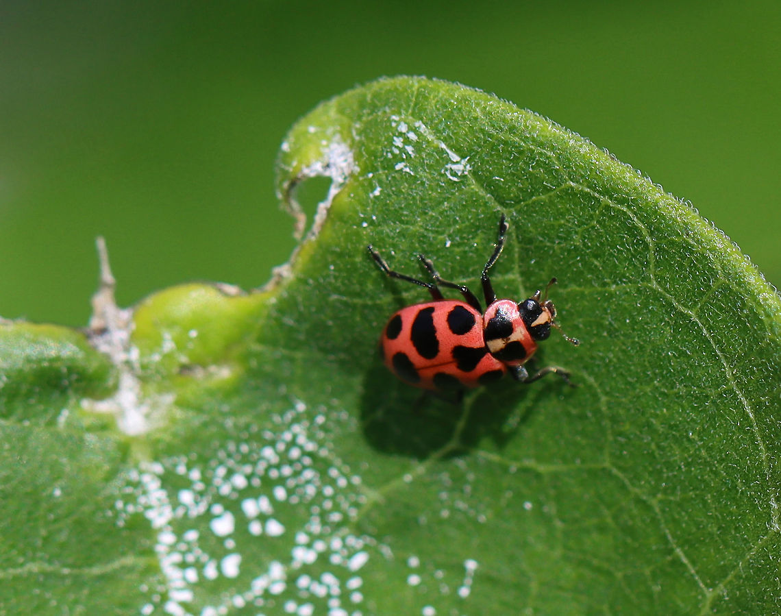 Spotted Lady Beetle - Coleomegilla maculata I don&#039;t see these very often!<br />
<br />
Spotted Lady Beetles are a pinkish-red color. Body shape is oval with six black spots on each elytron. The pronotum has two large triangular black spots. The head is black with a red triangular marking.<br />
<br />
Habitat: Milkweed; meadow Coleomegilla,Coleomegilla maculata,Geotagged,Spotted Ladybird,Summer,United States,beetle,lady beetle