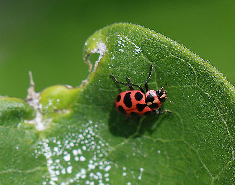 Spotted Lady Beetle - Coleomegilla maculata I don't see these very often!

Spotted Lady Beetles are a pinkish-red color. Body shape is oval with six black spots on each elytron. The pronotum has two large triangular black spots. The head is black with a red triangular marking.

Habitat: Milkweed; meadow Coleomegilla,Coleomegilla maculata,Geotagged,Spotted Ladybird,Summer,United States,beetle,lady beetle