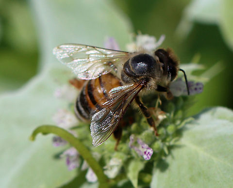 Honey Bee - Apis mellifera One of nature's true heroes.

Habitat: Mountain mint; garden Apis,Apis mellifera,Geotagged,Summer,United States,Western honey bee,bee,honey bee,honeybee