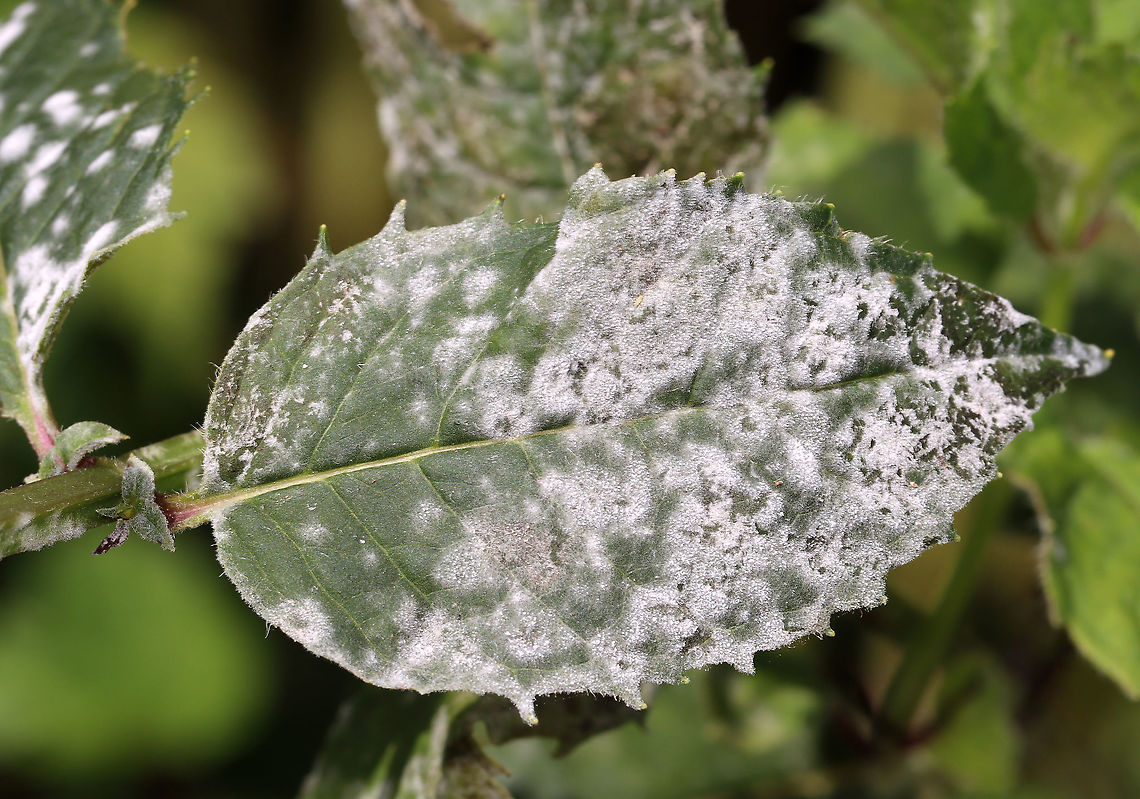 Powdery Mildew - Erysiphe cichoracearum This fungus causes white, powder-like spots on the leaves and stems of its hosts.<br />
<br />
Habitat: Bee balm in a garden Erysiphe cichoracearum,Geotagged,Summer,United States,mildew