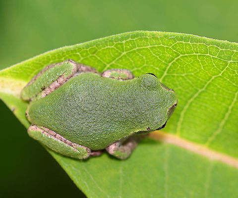 Gray/Cope's Gray Tree Frog - Hyla sp. Cope's gray tree frog (Hyla chrysoscelis) is a species of tree frog found in the United States. It is almost indistinguishable from the gray tree frog, Hyla versicolor, and shares much of its geographic range. Both species are variable in color, mottled gray to gray-green, resembling the bark of trees. These are tree frogs of woodland habitats, though they will sometimes travel into more open areas to reach a breeding pond. The only readily noticeable difference between the two species is the call — Cope's has a faster-paced and slightly higher-pitched call than H. versicolor. In addition, H. chrysoscelis is reported to be slightly smaller, more arboreal, and more tolerant of dry conditions than H. versicolor. Microscopic inspection of the chromosomes of H. chrysoscelis and H. versicolor reveals differences in chromosome number.

Habitat: Milkweed; meadow
https://www.jungledragon.com/image/109674/graycopes_gray_tree_frog_-_hyla_sp.html Geotagged,Hyla,Summer,United States,frog,tree frog
