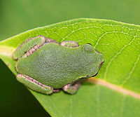 Gray/Cope's Gray Tree Frog - Hyla sp. Cope's gray tree frog (Hyla chrysoscelis) is a species of tree frog found in the United States. It is almost indistinguishable from the gray tree frog, Hyla versicolor, and shares much of its geographic range. Both species are variable in color, mottled gray to gray-green, resembling the bark of trees. These are tree frogs of woodland habitats, though they will sometimes travel into more open areas to reach a breeding pond. The only readily noticeable difference between the two species is the call &mdash; Cope's has a faster-paced and slightly higher-pitched call than H. versicolor. In addition, H. chrysoscelis is reported to be slightly smaller, more arboreal, and more tolerant of dry conditions than H. versicolor. Microscopic inspection of the chromosomes of H. chrysoscelis and H. versicolor reveals differences in chromosome number.<br />
<br />
Habitat: Milkweed; meadow<br />
https://www.jungledragon.com/image/109674/graycopes_gray_tree_frog_-_hyla_sp.html Geotagged,Hyla,Summer,United States,frog,tree frog