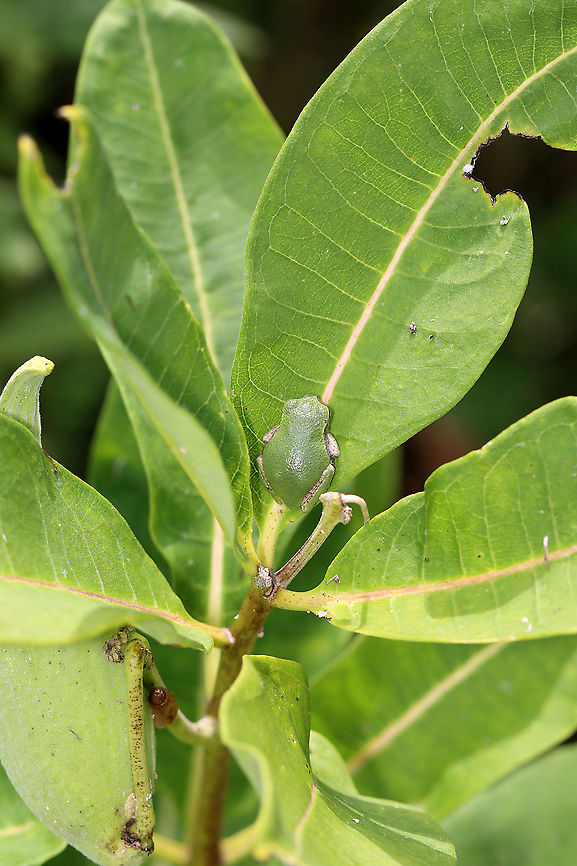 Gray/Cope's Gray Tree Frog - Hyla sp. Cope's gray tree frog (Hyla chrysoscelis) is a species of tree frog found in the United States. It is almost indistinguishable from the gray tree frog, Hyla versicolor, and shares much of its geographic range. Both species are variable in color, mottled gray to gray-green, resembling the bark of trees. These are tree frogs of woodland habitats, though they will sometimes travel into more open areas to reach a breeding pond. The only readily noticeable difference between the two species is the call &mdash; Cope's has a faster-paced and slightly higher-pitched call than H. versicolor. In addition, H. chrysoscelis is reported to be slightly smaller, more arboreal, and more tolerant of dry conditions than H. versicolor. Microscopic inspection of the chromosomes of H. chrysoscelis and H. versicolor reveals differences in chromosome number.<br />
<br />
Habitat: Milkweed; meadow<br />
<figure class="photo"><a href="https://www.jungledragon.com/image/109673/graycopes_gray_tree_frog_-_hyla_sp.html" title="Gray/Cope's Gray Tree Frog - Hyla sp."><img src="https://s3.amazonaws.com/media.jungledragon.com/images/3232/109673_thumb.jpg?AWSAccessKeyId=05GMT0V3GWVNE7GGM1R2&Expires=1769040010&Signature=WvbPXaq7jFM1t7pLeMDCE07qSbE%3D" width="200" height="168" alt="Gray/Cope's Gray Tree Frog - Hyla sp. Cope's gray tree frog (Hyla chrysoscelis) is a species of tree frog found in the United States. It is almost indistinguishable from the gray tree frog, Hyla versicolor, and shares much of its geographic range. Both species are variable in color, mottled gray to gray-green, resembling the bark of trees. These are tree frogs of woodland habitats, though they will sometimes travel into more open areas to reach a breeding pond. The only readily noticeable difference between the two species is the call &mdash; Cope's has a faster-paced and slightly higher-pitched call than H. versicolor. In addition, H. chrysoscelis is reported to be slightly smaller, more arboreal, and more tolerant of dry conditions than H. versicolor. Microscopic inspection of the chromosomes of H. chrysoscelis and H. versicolor reveals differences in chromosome number.<br />
<br />
Habitat: Milkweed; meadow<br />
https://www.jungledragon.com/image/109674/graycopes_gray_tree_frog_-_hyla_sp.html Geotagged,Hyla,Summer,United States,frog,tree frog" /></a></figure> Geotagged,Summer,United States