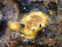 Fungus This could be slime, but I'm leaning towards fungus at this point.<br />
<br />
Habitat: Rotting birch log<br />
https://www.jungledragon.com/image/109677/fungus.html Geotagged,Summer,United States,fungi,fungus