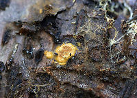 Fungus This could be slime, but I'm leaning towards fungus at this point.<br />
<br />
Habitat: Rotting birch log<br />
https://www.jungledragon.com/image/109675/fungus.html Geotagged,Summer,United States