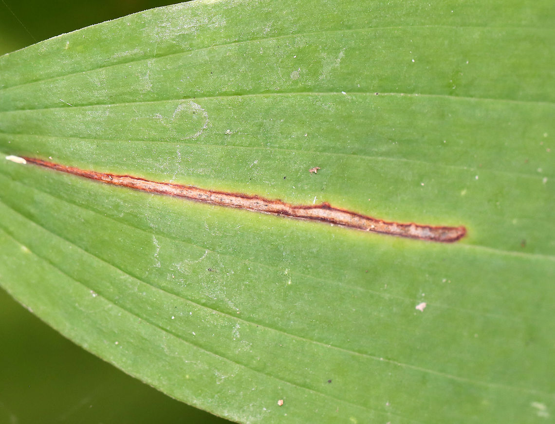 Neochirosia nuda Leaf Mine on Polygonatum sp. This surprised me! I had no idea that dung flies could be leafminers.<br />
<br />
Habitat: Leaf mine on Polygonatum sp.<br />
<figure class="photo"><a href="https://www.jungledragon.com/image/109681/neochirosia_nuda_leaf_mine_on_polygonatum_sp.html" title="Neochirosia nuda Leaf Mine on Polygonatum sp."><img src="https://s3.amazonaws.com/media.jungledragon.com/images/3232/109681_thumb.jpg?AWSAccessKeyId=05GMT0V3GWVNE7GGM1R2&Expires=1759968010&Signature=mFG42QO9RYB9pfo1eroIVd%2BwZSU%3D" width="110" height="152" alt="Neochirosia nuda Leaf Mine on Polygonatum sp. This surprised me! I had no idea that dung flies could be leafminers.<br />
<br />
Habitat: Leaf mine on Polygonatum sp.<br />
https://www.jungledragon.com/image/109680/neochirosia_nuda_leaf_mine_on_polygonatum_sp.html Geotagged,Summer,United States" /></a></figure> Geotagged,Neochirosia,Neochirosia nuda,Polygonatum,Summer,United States,dung fly leaf mine,leaf mine,leafminer