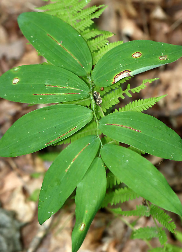 Neochirosia nuda Leaf Mine on Polygonatum sp. This surprised me! I had no idea that dung flies could be leafminers.<br />
<br />
Habitat: Leaf mine on Polygonatum sp.<br />
<figure class="photo"><a href="https://www.jungledragon.com/image/109680/neochirosia_nuda_leaf_mine_on_polygonatum_sp.html" title="Neochirosia nuda Leaf Mine on Polygonatum sp."><img src="https://s3.amazonaws.com/media.jungledragon.com/images/3232/109680_thumb.jpg?AWSAccessKeyId=05GMT0V3GWVNE7GGM1R2&Expires=1759968010&Signature=dBbnaMCc0JTclNyS4ykCilhRFFA%3D" width="200" height="154" alt="Neochirosia nuda Leaf Mine on Polygonatum sp. This surprised me! I had no idea that dung flies could be leafminers.<br />
<br />
Habitat: Leaf mine on Polygonatum sp.<br />
https://www.jungledragon.com/image/109681/neochirosia_nuda_leaf_mine_on_polygonatum_sp.html Geotagged,Neochirosia,Neochirosia nuda,Polygonatum,Summer,United States,dung fly leaf mine,leaf mine,leafminer" /></a></figure> Geotagged,Summer,United States