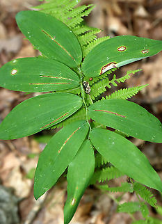 Neochirosia nuda Leaf Mine on Polygonatum sp. This surprised me! I had no idea that dung flies could be leafminers.

Habitat: Leaf mine on Polygonatum sp.
https://www.jungledragon.com/image/109680/neochirosia_nuda_leaf_mine_on_polygonatum_sp.html Geotagged,Summer,United States