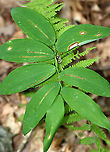 Neochirosia nuda Leaf Mine on Polygonatum sp. This surprised me! I had no idea that dung flies could be leafminers.<br />
<br />
Habitat: Leaf mine on Polygonatum sp.<br />
https://www.jungledragon.com/image/109680/neochirosia_nuda_leaf_mine_on_polygonatum_sp.html Geotagged,Summer,United States