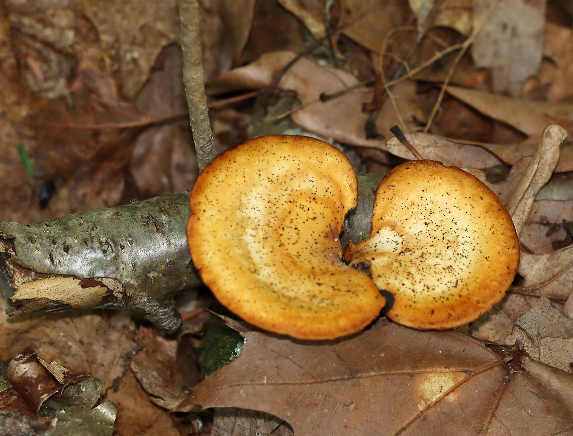 Black Footed Polypore - Picipes badius Orange-tan, irregular cap with white pores and black stipes.<br />
<br />
Habitat: Growing on a birch branch in a mixed forest.<br />
<figure class="photo"><a href="https://www.jungledragon.com/image/109699/black_footed_polypore_-_picipes_badius.html" title="Black Footed Polypore - Picipes badius"><img src="https://s3.amazonaws.com/media.jungledragon.com/images/3232/109699_thumb.jpg?AWSAccessKeyId=05GMT0V3GWVNE7GGM1R2&Expires=1759968010&Signature=TYDJ5DZjafu8qIxVDFvFaBEQLno%3D" width="200" height="158" alt="Black Footed Polypore - Picipes badius *On the upper, right of the pores, there is a small, clear, blob-like structure, which could just e slime, or maybe eggs or even some kind of larva?<br />
<br />
Orange-tan, irregular cap with white pores and black stipes.<br />
<br />
Habitat: Growing on a birch branch in a mixed forest.<br />
https://www.jungledragon.com/image/109697/black_footed_polypore_-_picipes_badius.html Black-footed polypore,Geotagged,Picipes badius,Summer,United States" /></a></figure><br />
 Black-footed polypore,Geotagged,Picipes badius,Summer,United States,picipes,polypore