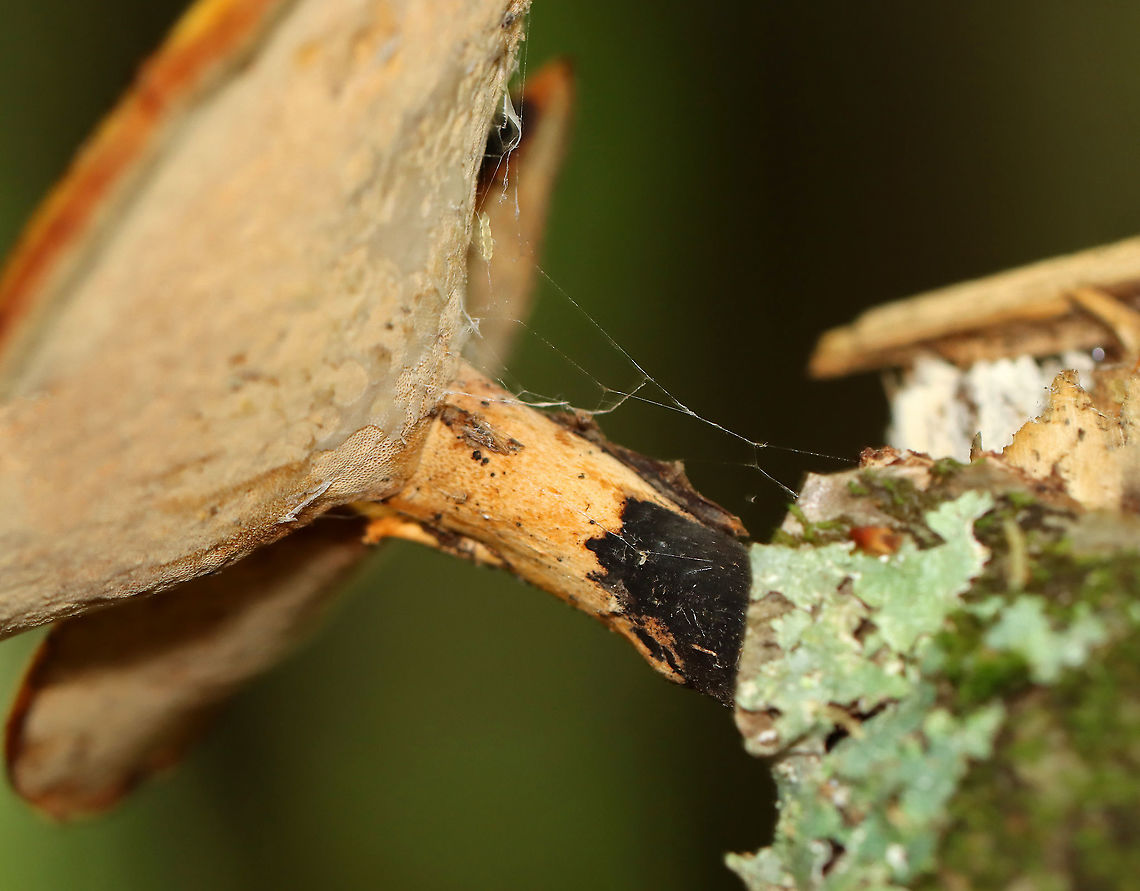 Black Footed Polypore - Picipes badius *On the upper, right of the pores, there is a small, clear, blob-like structure, which could just e slime, or maybe eggs or even some kind of larva?<br />
<br />
Orange-tan, irregular cap with white pores and black stipes.<br />
<br />
Habitat: Growing on a birch branch in a mixed forest.<br />
<figure class="photo"><a href="https://www.jungledragon.com/image/109697/black_footed_polypore_-_picipes_badius.html" title="Black Footed Polypore - Picipes badius"><img src="https://s3.amazonaws.com/media.jungledragon.com/images/3232/109697_thumb.jpg?AWSAccessKeyId=05GMT0V3GWVNE7GGM1R2&Expires=1769040010&Signature=R2GyXafEBFKcUDzLdfPU1oGcHgQ%3D" width="200" height="154" alt="Black Footed Polypore - Picipes badius Orange-tan, irregular cap with white pores and black stipes.<br />
<br />
Habitat: Growing on a birch branch in a mixed forest.<br />
https://www.jungledragon.com/image/109699/black_footed_polypore_-_picipes_badius.html<br />
 Black-footed polypore,Geotagged,Picipes badius,Summer,United States,picipes,polypore" /></a></figure> Black-footed polypore,Geotagged,Picipes badius,Summer,United States