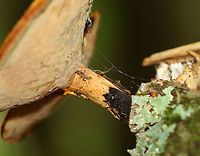 Black Footed Polypore - Picipes badius *On the upper, right of the pores, there is a small, clear, blob-like structure, which could just e slime, or maybe eggs or even some kind of larva?<br />
<br />
Orange-tan, irregular cap with white pores and black stipes.<br />
<br />
Habitat: Growing on a birch branch in a mixed forest.<br />
https://www.jungledragon.com/image/109697/black_footed_polypore_-_picipes_badius.html Black-footed polypore,Geotagged,Picipes badius,Summer,United States