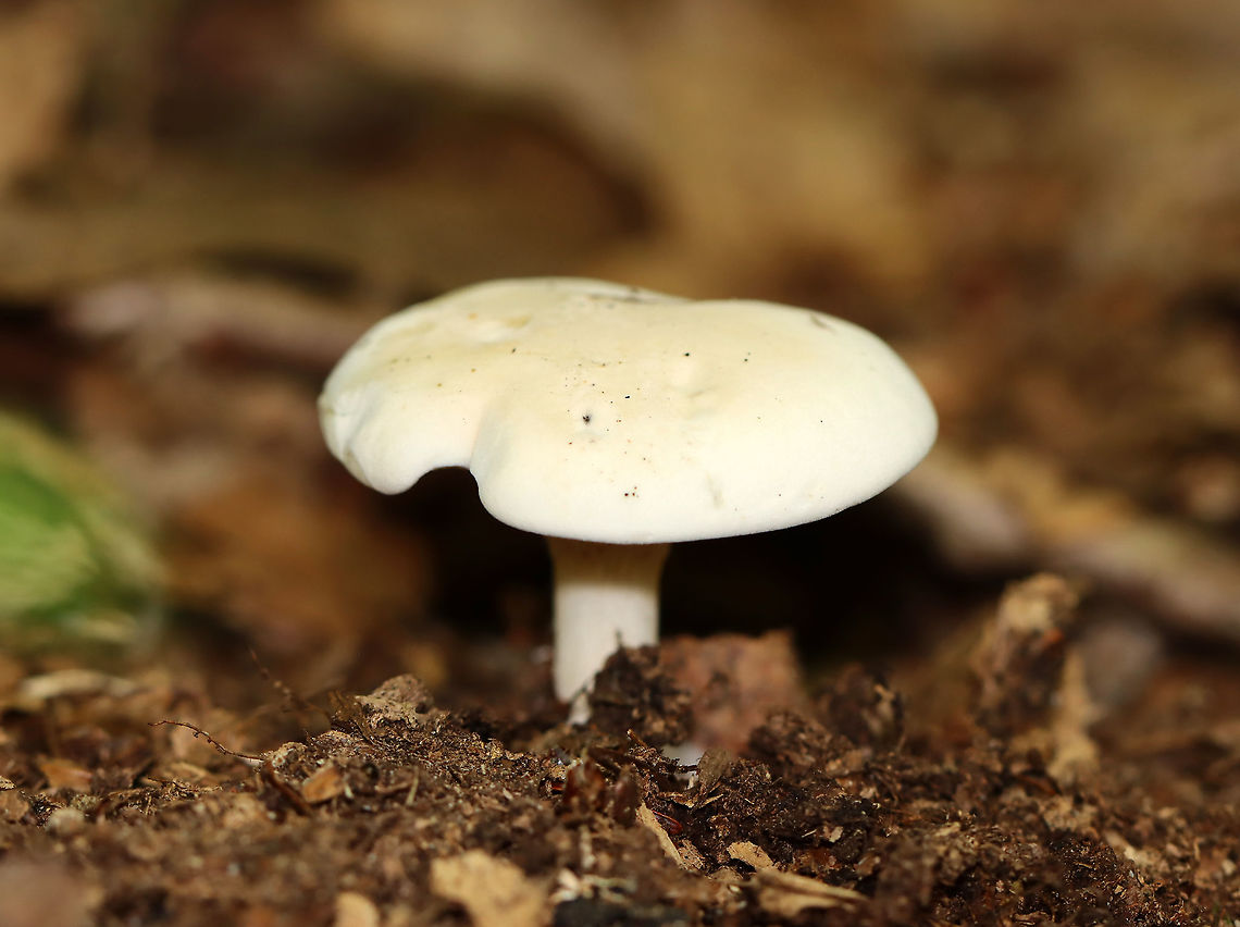White Mushroom - Agaricales Cuphophyllus virgineus? <br />
<br />
Smooth, white cap with inrolled margin; white, decurrent gills; white stipe. <br />
<br />
Habitat: Growing on the ground; mixed forest<br />
<figure class="photo"><a href="https://www.jungledragon.com/image/109705/white_mushroom_-_agaricales.html" title="White Mushroom - Agaricales"><img src="https://s3.amazonaws.com/media.jungledragon.com/images/3232/109705_thumb.jpg?AWSAccessKeyId=05GMT0V3GWVNE7GGM1R2&Expires=1769040010&Signature=CPSejAJFJVtSeUTID05RM72gcro%3D" width="130" height="152" alt="White Mushroom - Agaricales Smooth, white cap with inrolled margin; white, decurrent gills; white stipe.<br />
<br />
Habitat: Growing on the ground; mixed forest<br />
https://www.jungledragon.com/image/109702/white_mushroom_-_agaricales.html<br />
https://www.jungledragon.com/image/109704/white_mushroom_-_agaricales.html Geotagged,Summer,United States" /></a></figure><br />
<figure class="photo"><a href="https://www.jungledragon.com/image/109704/white_mushroom_-_agaricales.html" title="White Mushroom - Agaricales"><img src="https://s3.amazonaws.com/media.jungledragon.com/images/3232/109704_thumb.jpg?AWSAccessKeyId=05GMT0V3GWVNE7GGM1R2&Expires=1769040010&Signature=8TnAvM7WvlY64zL4DcQxCSS521k%3D" width="200" height="152" alt="White Mushroom - Agaricales Smooth, white cap with inrolled margin; white, decurrent gills; white stipe.<br />
<br />
Habitat: Growing on the ground; mixed forest<br />
https://www.jungledragon.com/image/109702/white_mushroom_-_agaricales.html<br />
https://www.jungledragon.com/image/109705/white_mushroom_-_agaricales.html Geotagged,Summer,United States" /></a></figure> Geotagged,Summer,United States,agaricales,fungus,mushroom