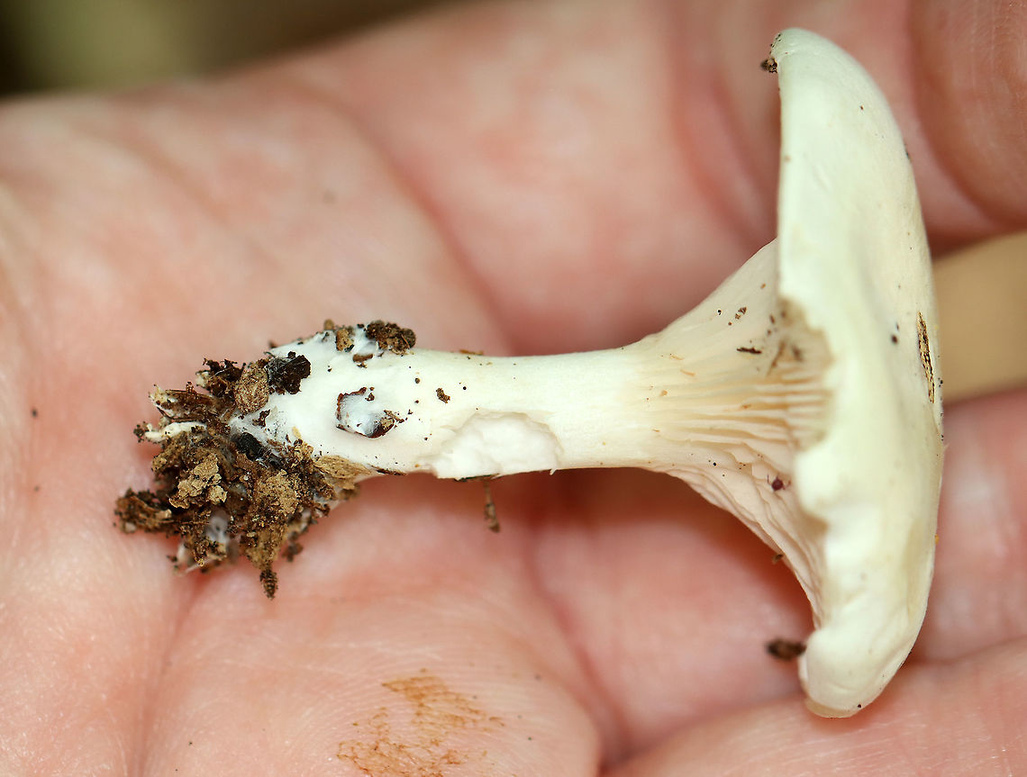 White Mushroom - Agaricales Smooth, white cap with inrolled margin; white, decurrent gills; white stipe.<br />
<br />
Habitat: Growing on the ground; mixed forest<br />
<figure class="photo"><a href="https://www.jungledragon.com/image/109702/white_mushroom_-_agaricales.html" title="White Mushroom - Agaricales"><img src="https://s3.amazonaws.com/media.jungledragon.com/images/3232/109702_thumb.jpg?AWSAccessKeyId=05GMT0V3GWVNE7GGM1R2&Expires=1759968010&Signature=83oZ5%2FKzXltF4msj00oi7iBnXtQ%3D" width="200" height="150" alt="White Mushroom - Agaricales Cuphophyllus virgineus? <br />
<br />
Smooth, white cap with inrolled margin; white, decurrent gills; white stipe. <br />
<br />
Habitat: Growing on the ground; mixed forest<br />
https://www.jungledragon.com/image/109705/white_mushroom_-_agaricales.html<br />
https://www.jungledragon.com/image/109704/white_mushroom_-_agaricales.html Geotagged,Summer,United States,agaricales,fungus,mushroom" /></a></figure><br />
<figure class="photo"><a href="https://www.jungledragon.com/image/109705/white_mushroom_-_agaricales.html" title="White Mushroom - Agaricales"><img src="https://s3.amazonaws.com/media.jungledragon.com/images/3232/109705_thumb.jpg?AWSAccessKeyId=05GMT0V3GWVNE7GGM1R2&Expires=1759968010&Signature=ZGKrDeoXk%2BDmaRx1qLA0MN3o%2B2c%3D" width="130" height="152" alt="White Mushroom - Agaricales Smooth, white cap with inrolled margin; white, decurrent gills; white stipe.<br />
<br />
Habitat: Growing on the ground; mixed forest<br />
https://www.jungledragon.com/image/109702/white_mushroom_-_agaricales.html<br />
https://www.jungledragon.com/image/109704/white_mushroom_-_agaricales.html Geotagged,Summer,United States" /></a></figure> Geotagged,Summer,United States