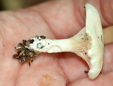 White Mushroom - Agaricales Smooth, white cap with inrolled margin; white, decurrent gills; white stipe.

Habitat: Growing on the ground; mixed forest
https://www.jungledragon.com/image/109702/white_mushroom_-_agaricales.html
https://www.jungledragon.com/image/109705/white_mushroom_-_agaricales.html Geotagged,Summer,United States