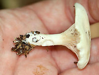 White Mushroom - Agaricales Smooth, white cap with inrolled margin; white, decurrent gills; white stipe.<br />
<br />
Habitat: Growing on the ground; mixed forest<br />
https://www.jungledragon.com/image/109702/white_mushroom_-_agaricales.html<br />
https://www.jungledragon.com/image/109705/white_mushroom_-_agaricales.html Geotagged,Summer,United States