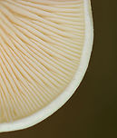 White Mushroom - Agaricales Smooth, white cap with inrolled margin; white, decurrent gills; white stipe.<br />
<br />
Habitat: Growing on the ground; mixed forest<br />
https://www.jungledragon.com/image/109702/white_mushroom_-_agaricales.html<br />
https://www.jungledragon.com/image/109704/white_mushroom_-_agaricales.html Geotagged,Summer,United States